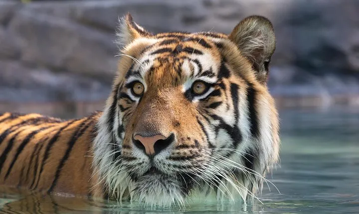 3-Day Unlimited Dreamworld, WhiteWater World & SkyPoint Ticket