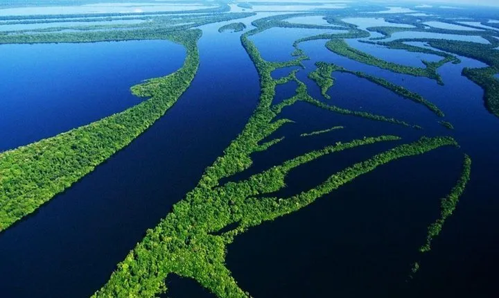 8-Hour Amazonas Jungle Treck & Anavilhanas Archipelago