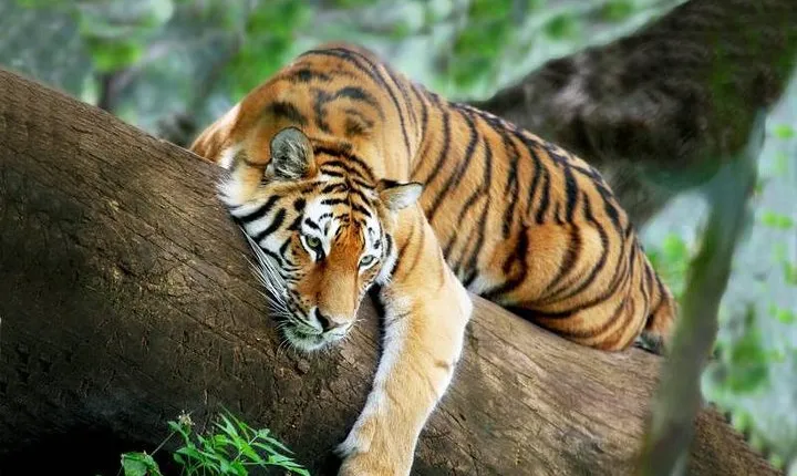3-Day All Inclusive Chitwan Jungle Safari Tour From Kathmandu