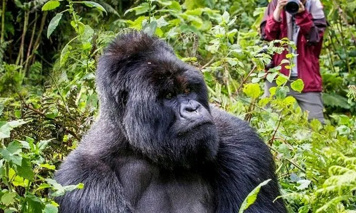 3-Day Private Guided Gorilla Trekking In Uganda