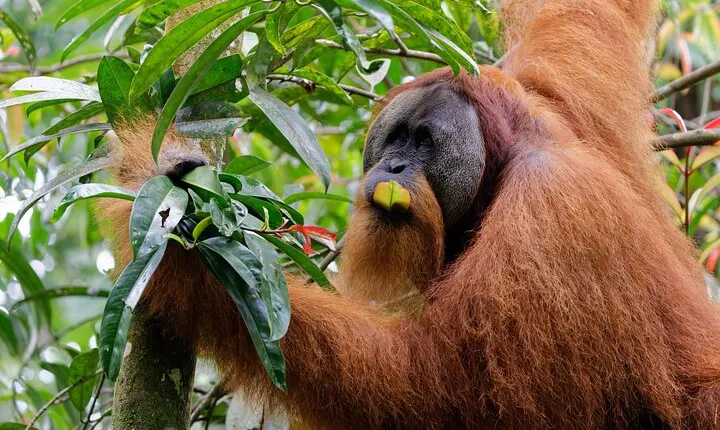 Private Tour : 4 Days Bukit Lawang Tour (Trekking and Rafting)