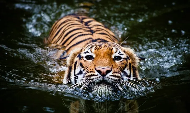5 Day Golden Triangle with Ranthambore Tigers-Taj Sunrise/Sunset