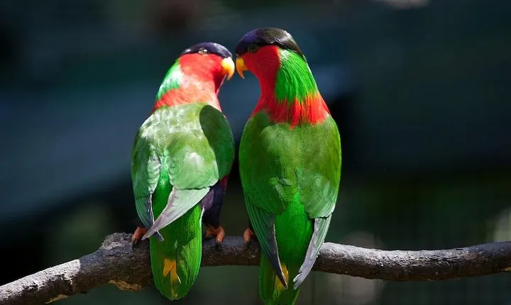 Kula Eco Bird Park ,Momi Gun Site And Market Tour Ex Marriott and Denarau resort
