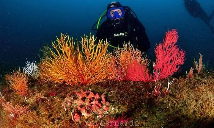 Double Dive in Cascais - go further and go under!