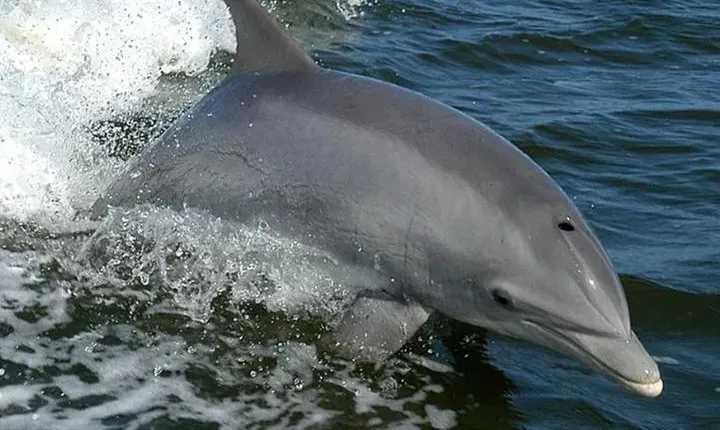 Orange Beach Dolphin Eco Boat Tour