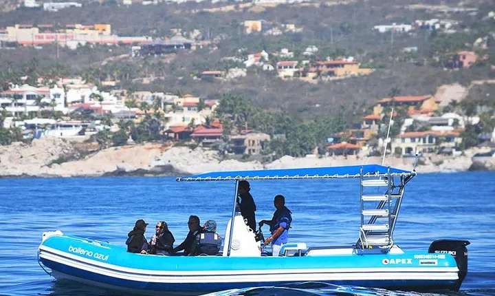 Zodiac Whale Watching Adventure - Incl FREE photos & Whale Sightings Guarantee