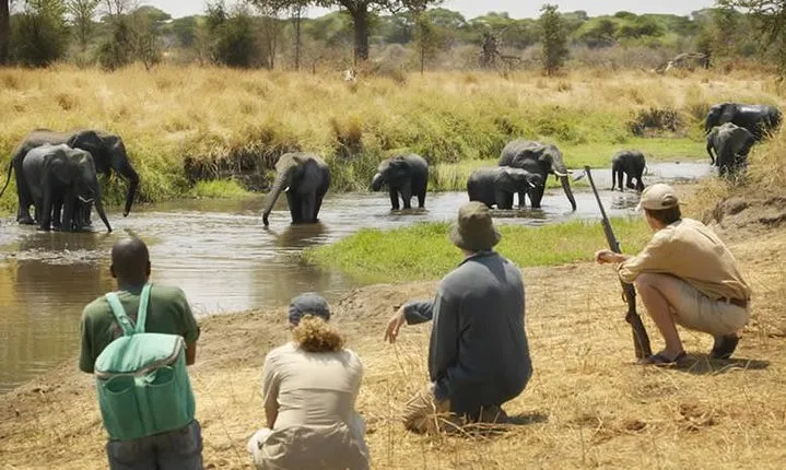Three days Mikumi National Park, game drive and walking safari inside the park