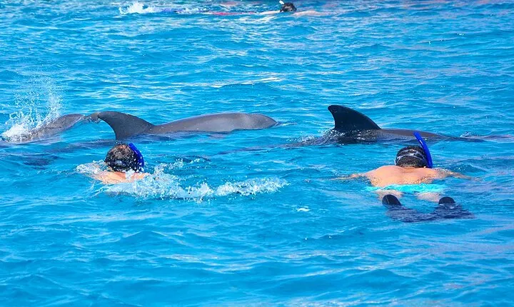 Hurghada Dolphin House Snorkeling Trip with Lunch & Transfer