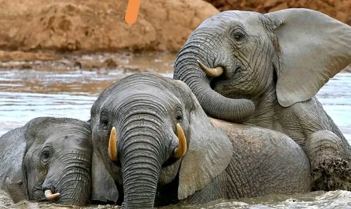 Great Addo Elephant Park Adventure Safari
