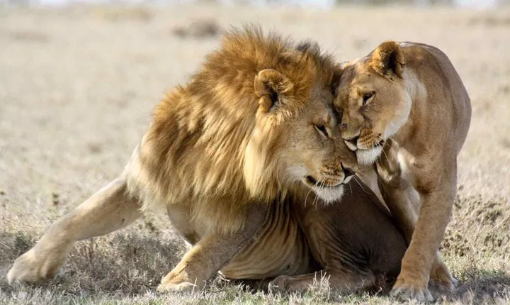 3-day Masai Mara Safari Tour to see the big five and wildebeest migration