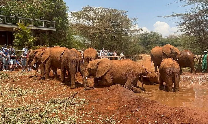Nairobi National Park, Baby Elephant Orphanage and Giraffe Center