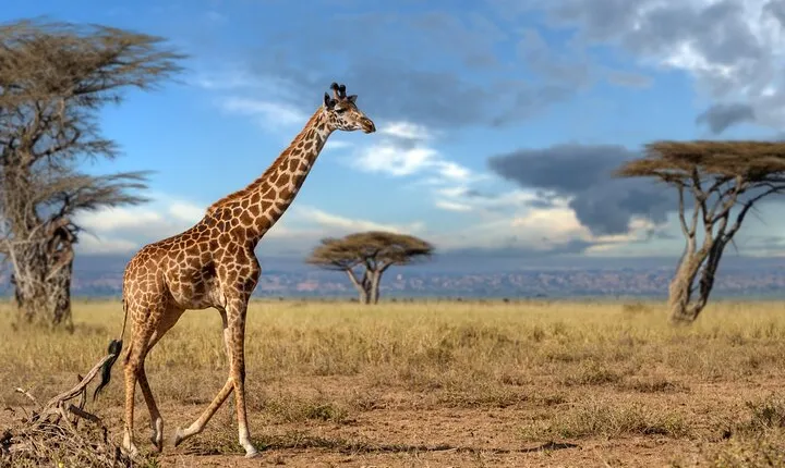 4 Days Tarangire, Serengeti and Ngorongoro Mid-Range Group Safari