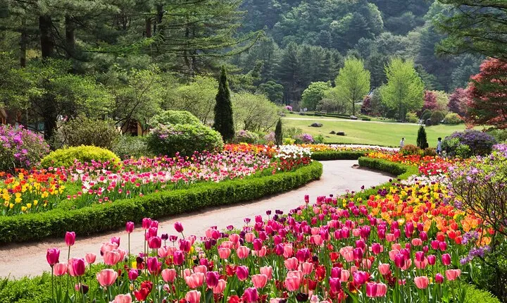 Full Day Private Tour Nami Island, Garden & Petite France