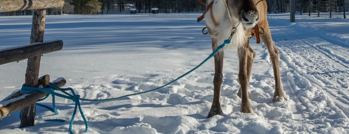 Reindeer farm experience