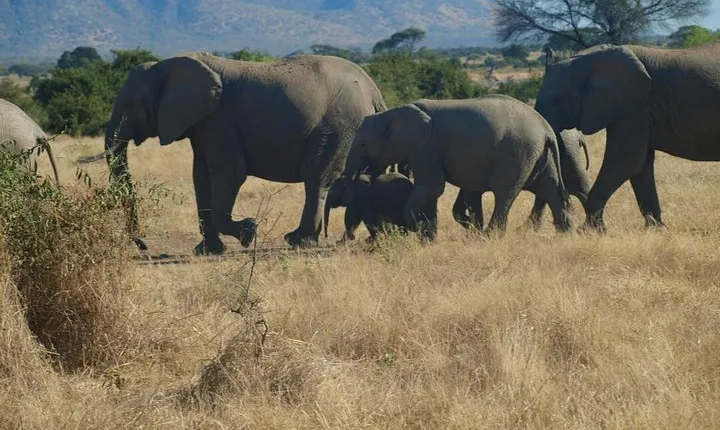 6 Days Camping Safari
