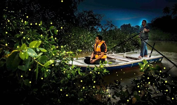 Magical Fireflies Tour