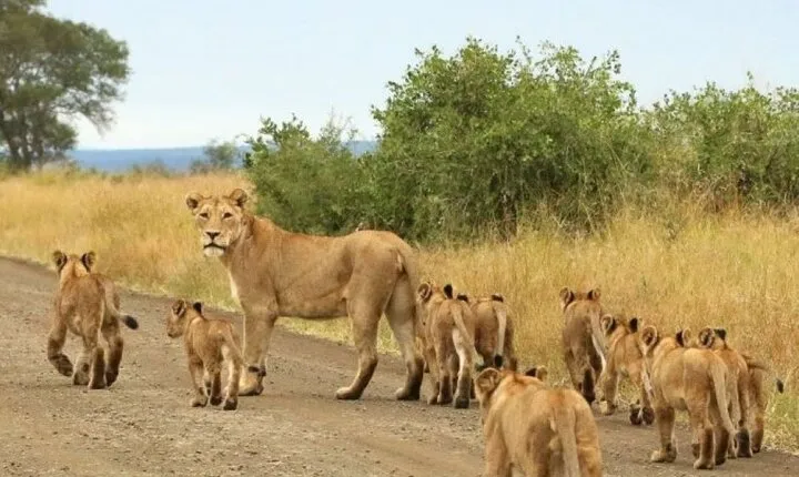 4 Days Serengeti & Ngorongoro Group Budget Safari-Tanzania