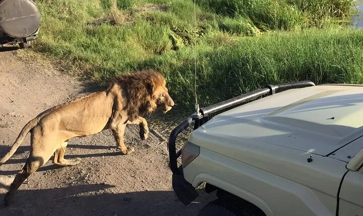 4-Day Safari to Tarangire, Serengeti and Ngorongoro from Arusha - Join a group