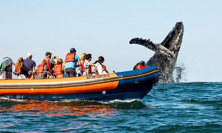 Whale Watching