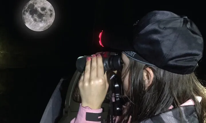 Mangrove Night Tour