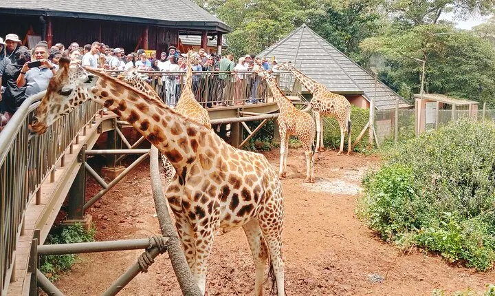 Discover Nairobi-Museum, Giraffe Centre, Bomas & Major Landmarks