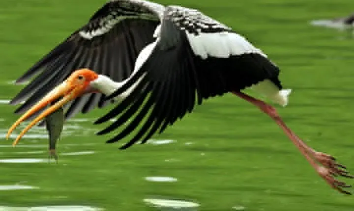 Guided Keoladeo Bird National Park Tour in Bharatpur from Jaipur