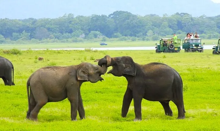 Sigiriya Fortress and Habarana Safari, Day Tour from Colombo 