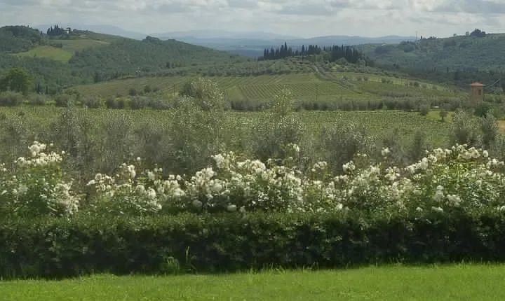 Discover Chianti Through its Wines