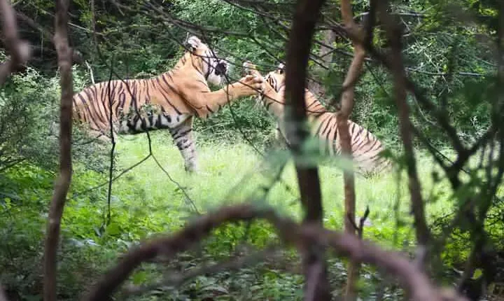 Royal India & The Wild – 7 Days Golden Triangle with Ranthambore