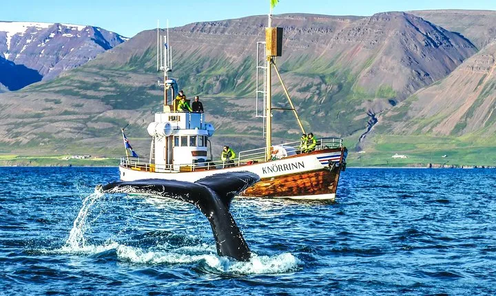 Whale Watching on board a Traditional Oak Boat from Árskógssandur