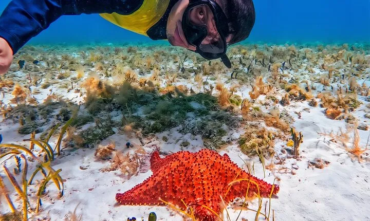 Cozumel's Reefs in El Cielo, Palancar and Columbia Guided Tour