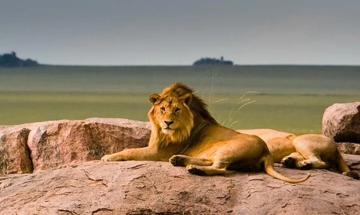 5 Days Adventure Safari Private Tour In Ngorongoro and Serengeti