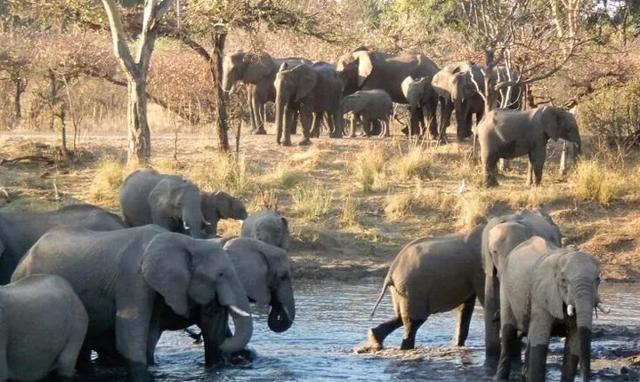 Game Drive and Rhino Walk In Mosi Oa Tunya National Park