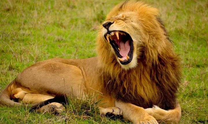 Affordable 1 Day Tanzania Budget Group Join Safari to Tarangire