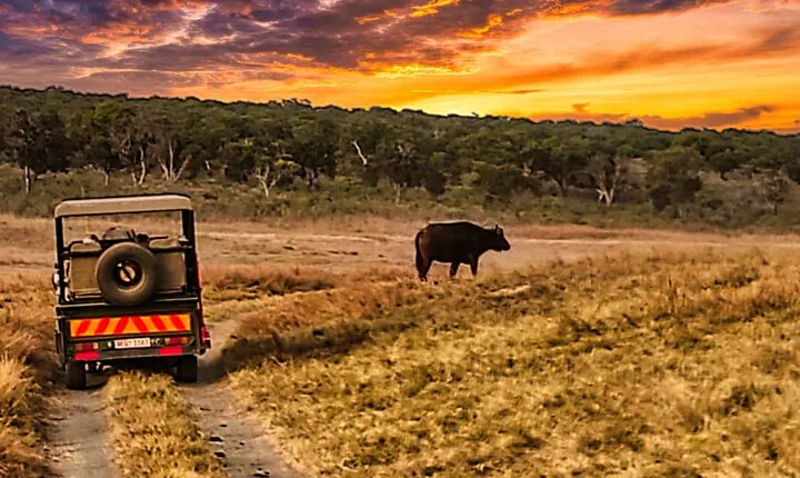 Safari Game Drive in National Park- 6 am, 10 am, 3 pm