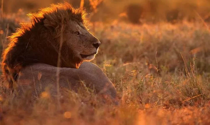 MANYARA & TARANGIRE - 4 Days