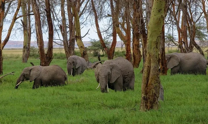 Game Drive Amboseli National Park Day Tour