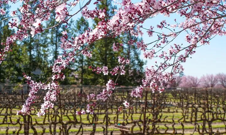 Wine Tasting Audio Tour - Lodi California