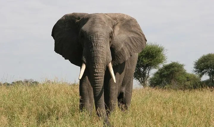 Tarangire National Park