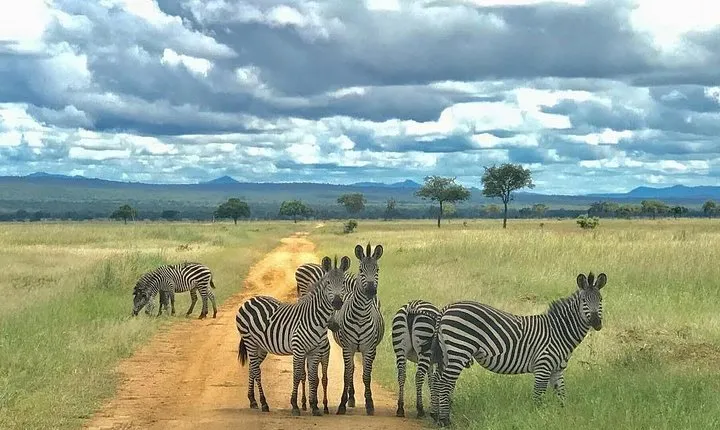 Mikumi National Park - Day trip limited time from Dar es salaam