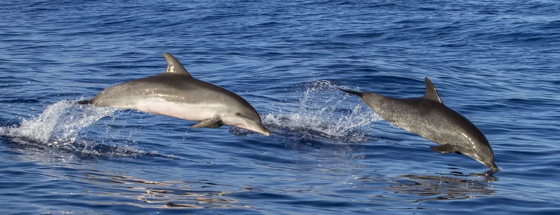 Boat trip in Poreč Riviera with dolphin watching and drink