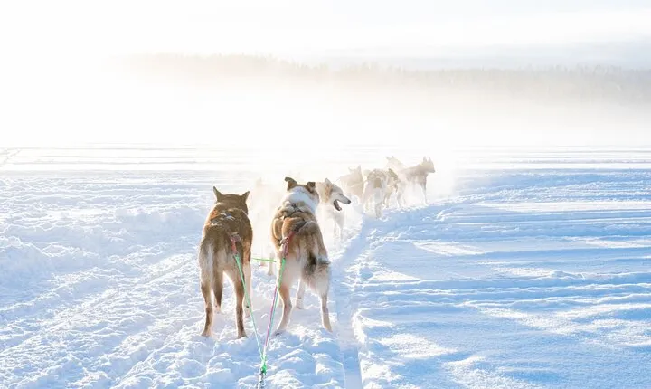 Local Husky Experience with Sled Ride and Photographer