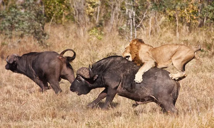 3 Days Safari Serengeti & Ngorongoro Crater