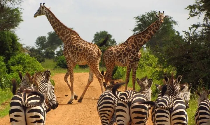 The Northern Tanzania Adventure