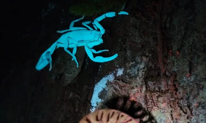 Monteverde Night Walk