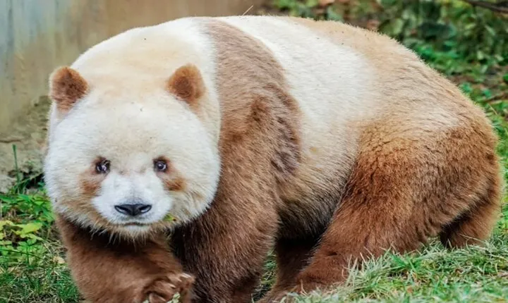 Private Half-Day Tour of Xi'an Panda Animal Protection Park