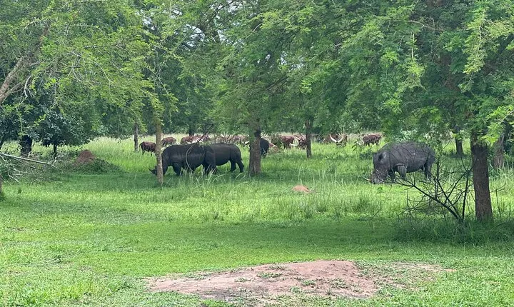 8 Day Kidepo Valley NP & Murchison Falls NP Budget Tour