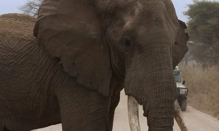 Experience and Visit Tarangire National Park