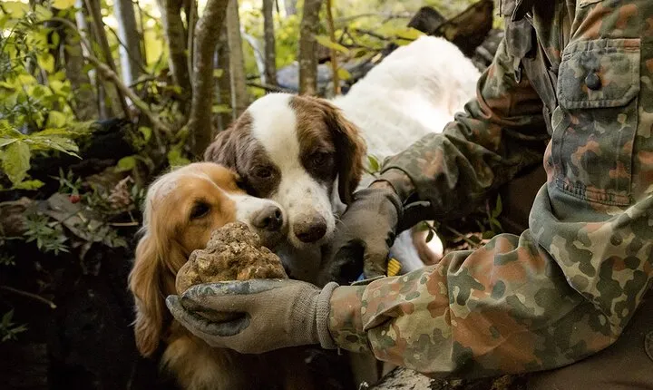 From Rome Truffle Hunt with Lunch and Wine Tasting