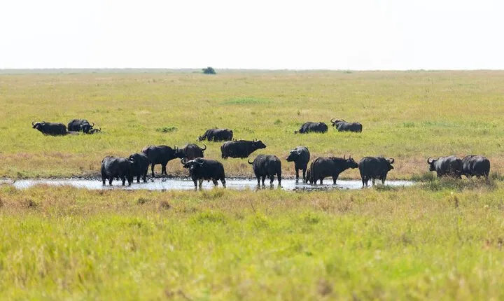 4-Day Tanzania Safari Tour